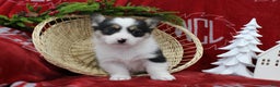 Welsh Corgi Pembroke dogs for sale: Bubbles - Ad 3
