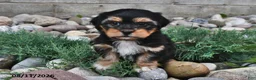 Shorkie dogs for sale: Shelli - Ad 5