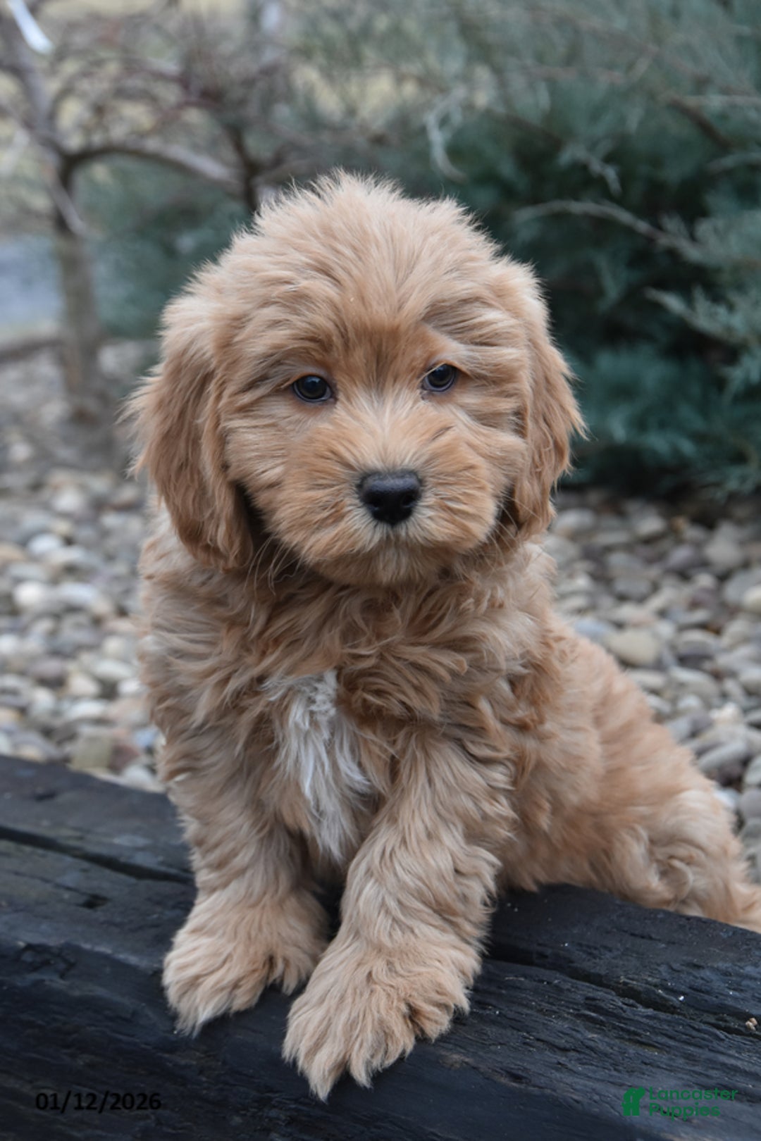 Mini Goldendoodle dogs for sale: Buddy - Ad 2