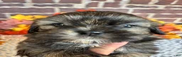 Shih Tzu dogs for sale: Shih Tzu 2 - Ad 4