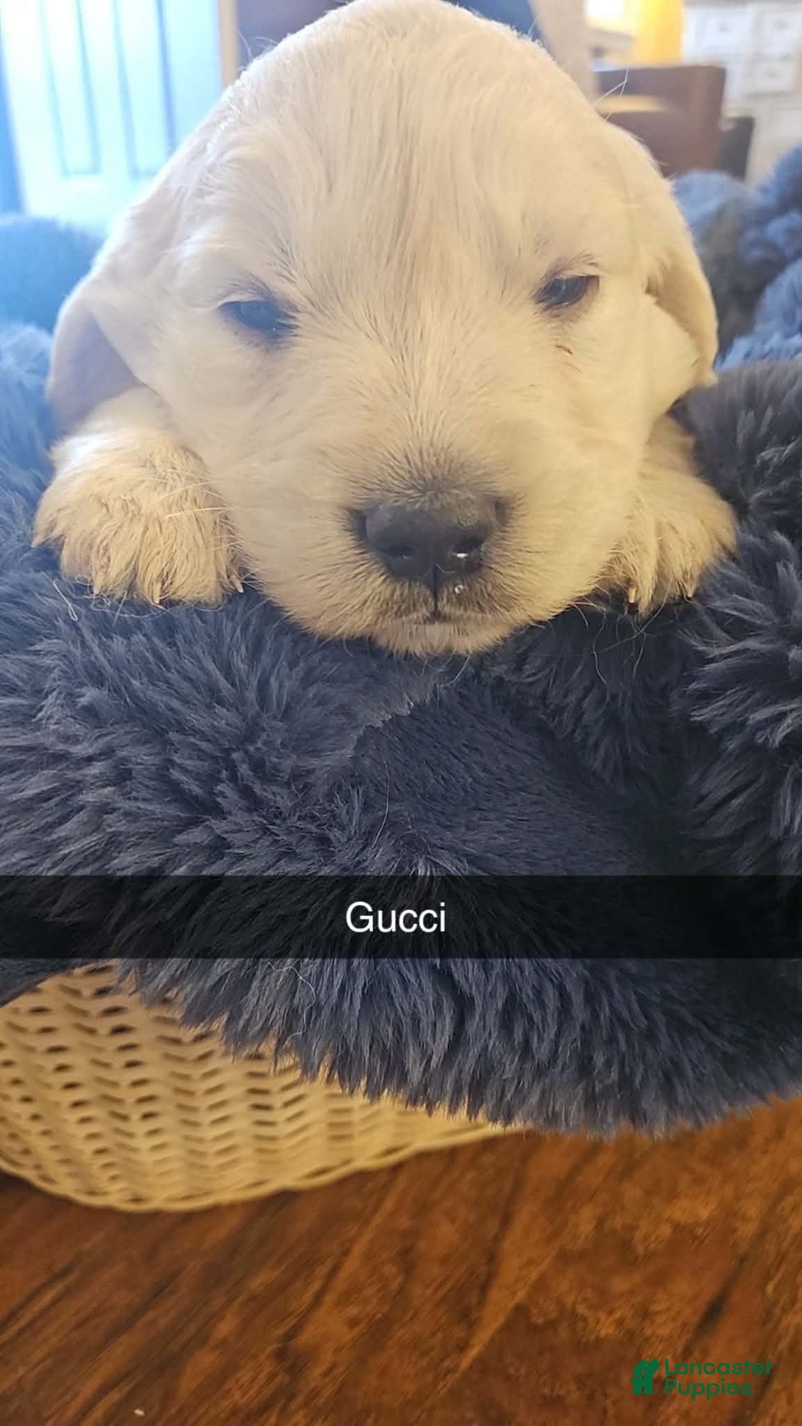 Golden Retriever dogs Golden Retriever Puppy 3 - Ad 32