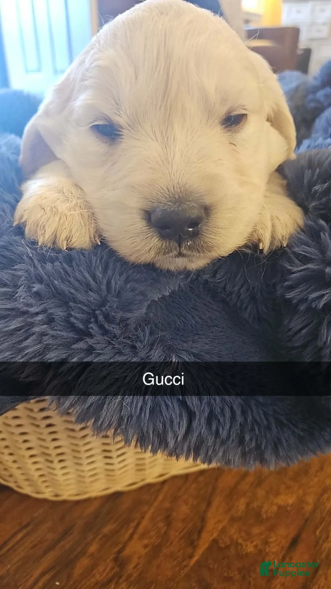 Golden Retriever dogs for sale: Golden Retriever Puppy 3 - Ad 1