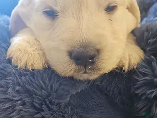 Golden Retriever dogs Golden Retriever Puppy 3 - Ad 32