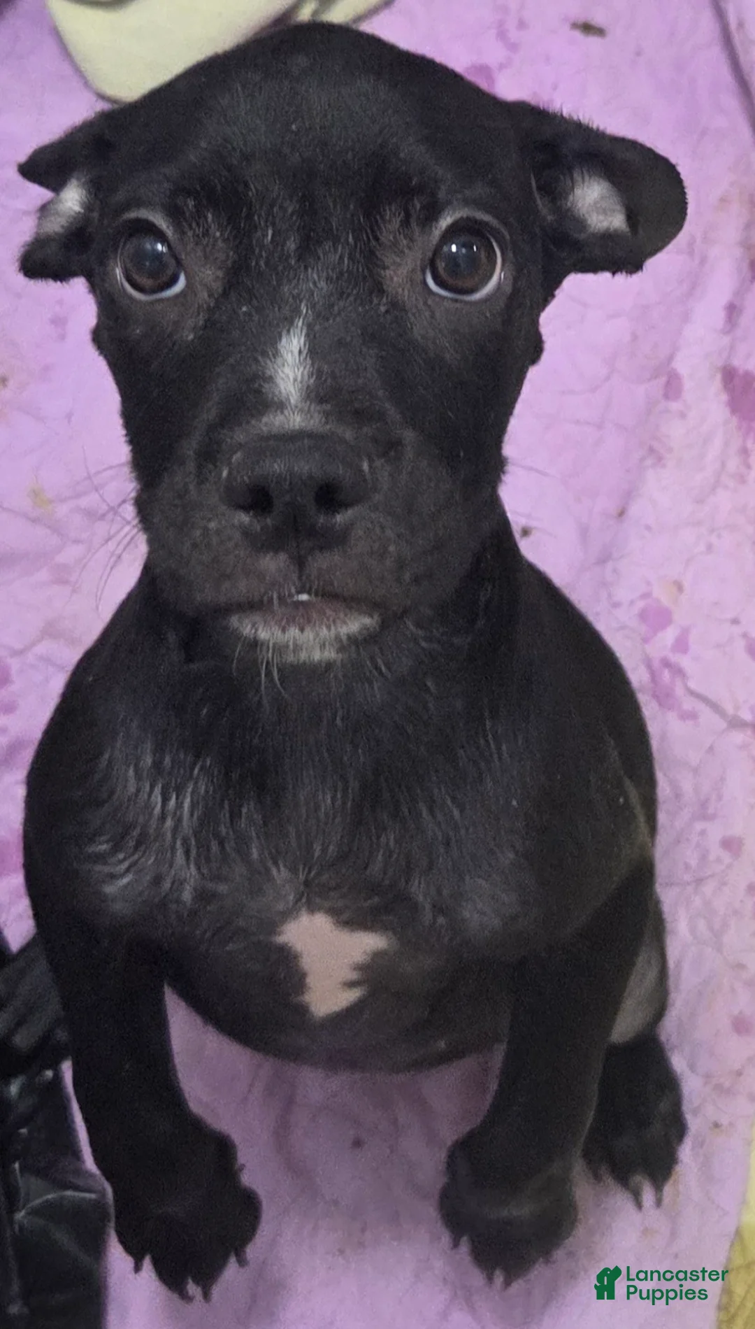 Mixed Breed dogs for sale: Mixed Breed 1 - Ad 2