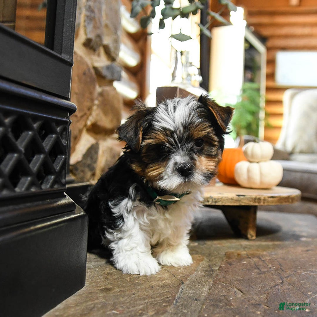 Biewer Terrier dogs for sale: Pepper - Ad 5