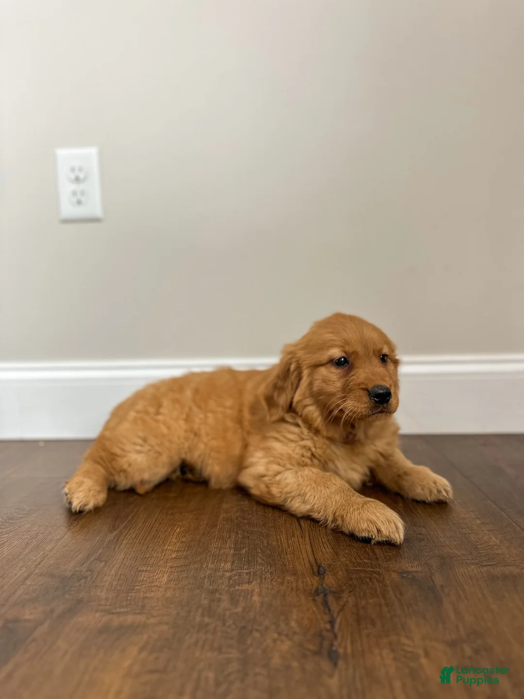 Golden Retriever dogs for sale: Ruby - Ad 4