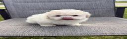Teddy Bear dogs for sale: Buttercream  - Ad 2