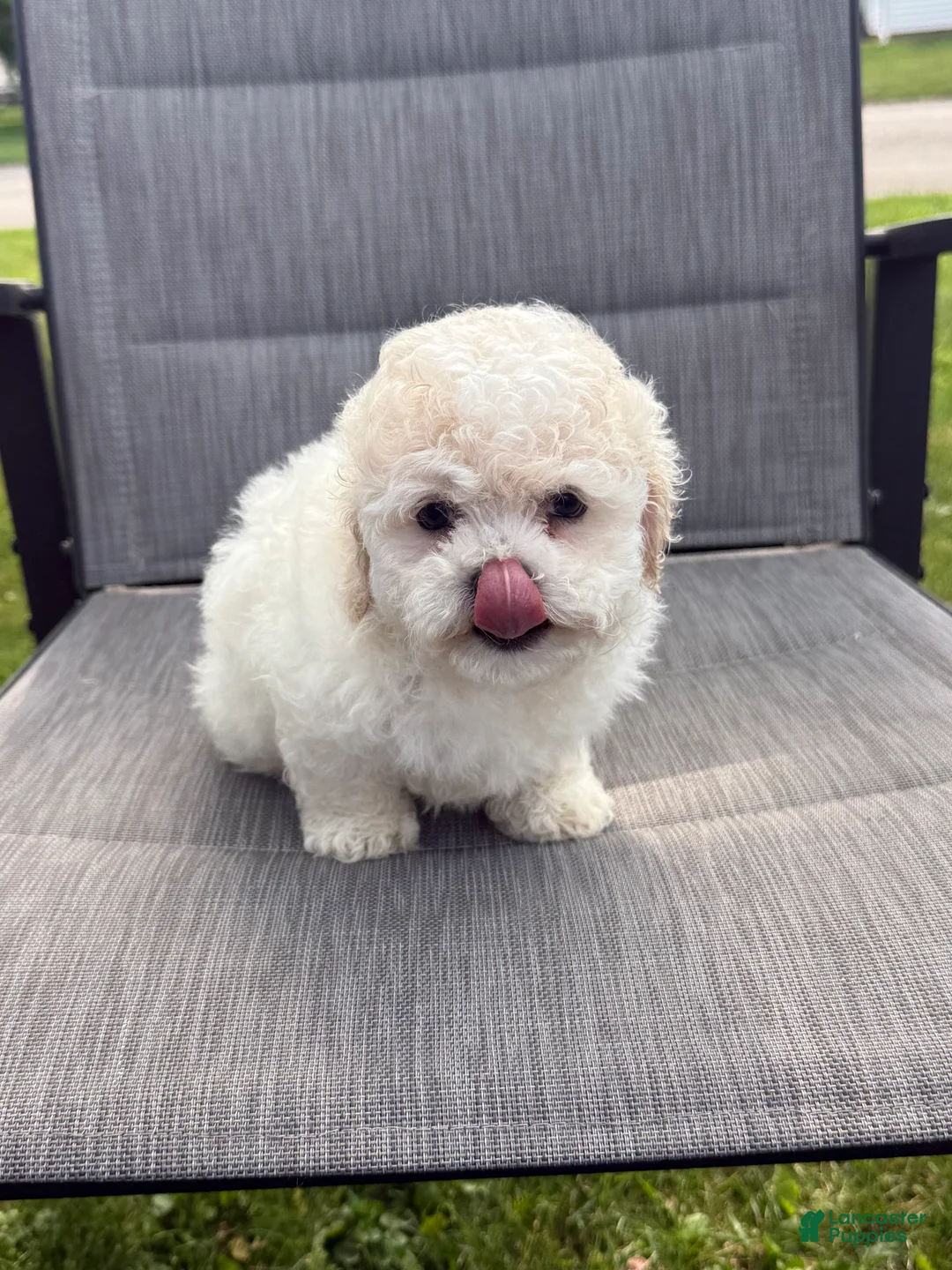 Teddy Bear dogs for sale: Buttercream  - Ad 2