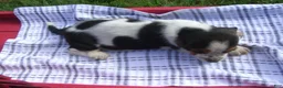 Basset Hound dogs for sale: Willy - Ad 3