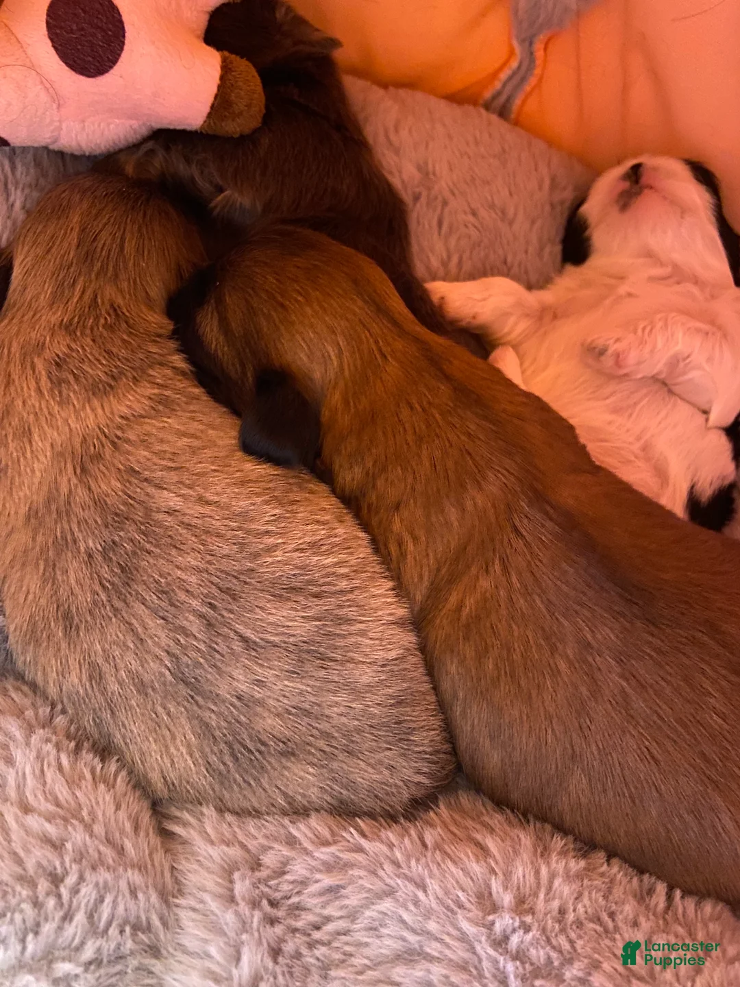 Shih Tzu dogs for sale: Shih Tzu Puppy 2 - Ad 2