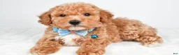 Bichpoo dogs for sale: Samson - Ad 6