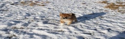 Shiba Inu dogs for sale: Wreath - Ad 18
