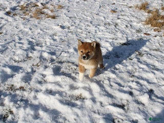 Shiba Inu dogs Wreath - Ad 36
