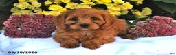 Cavapoo dogs for sale: Pecan - Ad 3