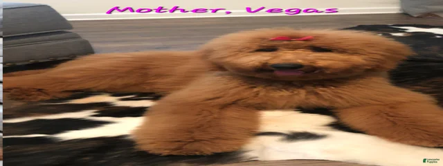 Vegas