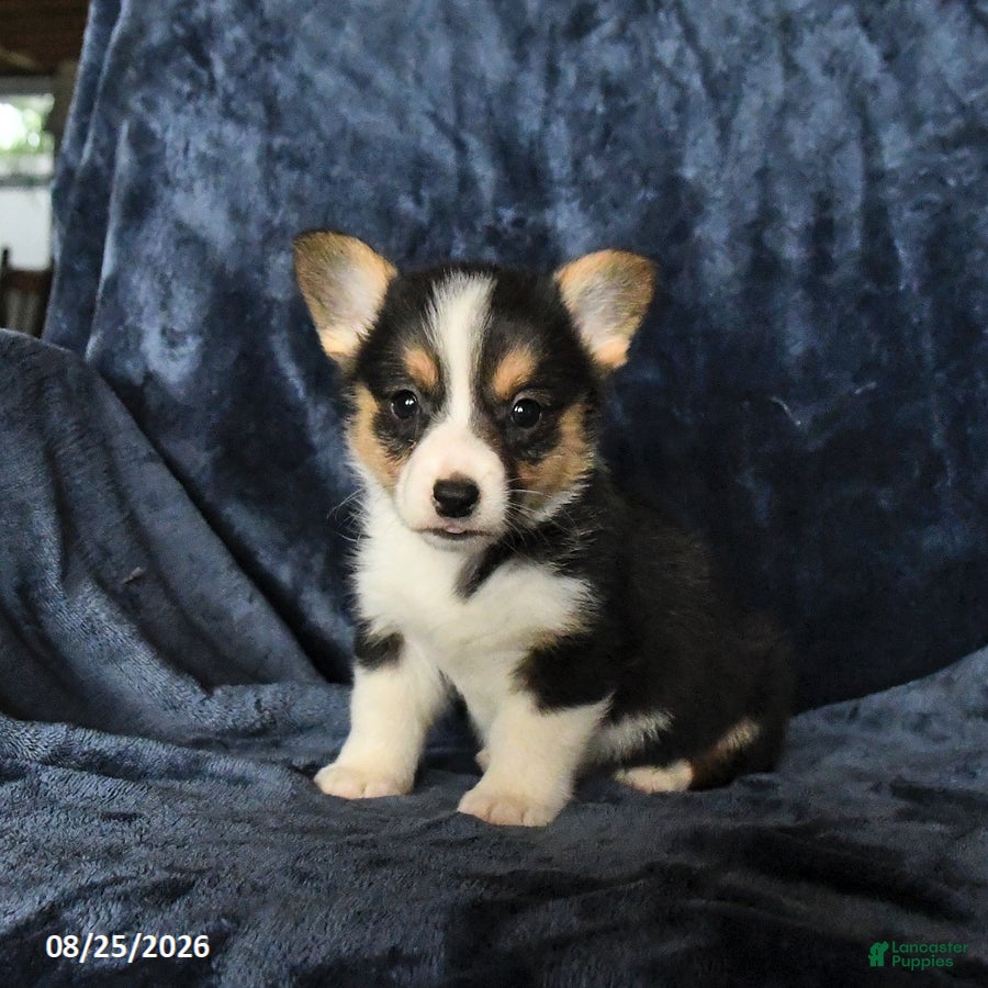 Welsh Corgi Pembroke dogs Riley - Ad 1