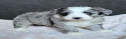 Mini Bernedoodle dogs for sale: Mini Willow - Ad 10