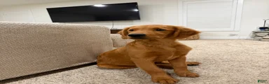 Golden Retriever 2