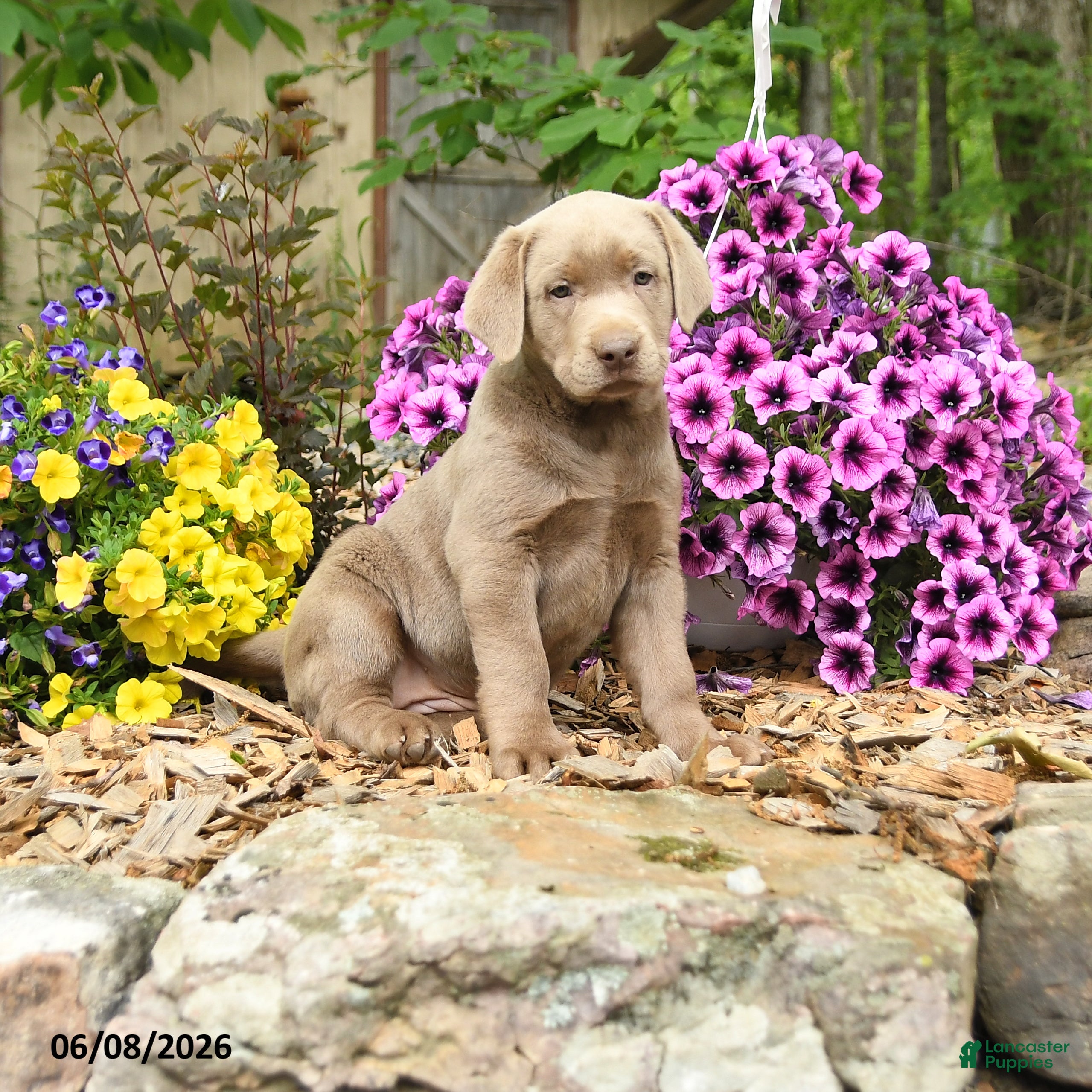 Labrador Retriever dogs for sale: Sandy - Ad 2