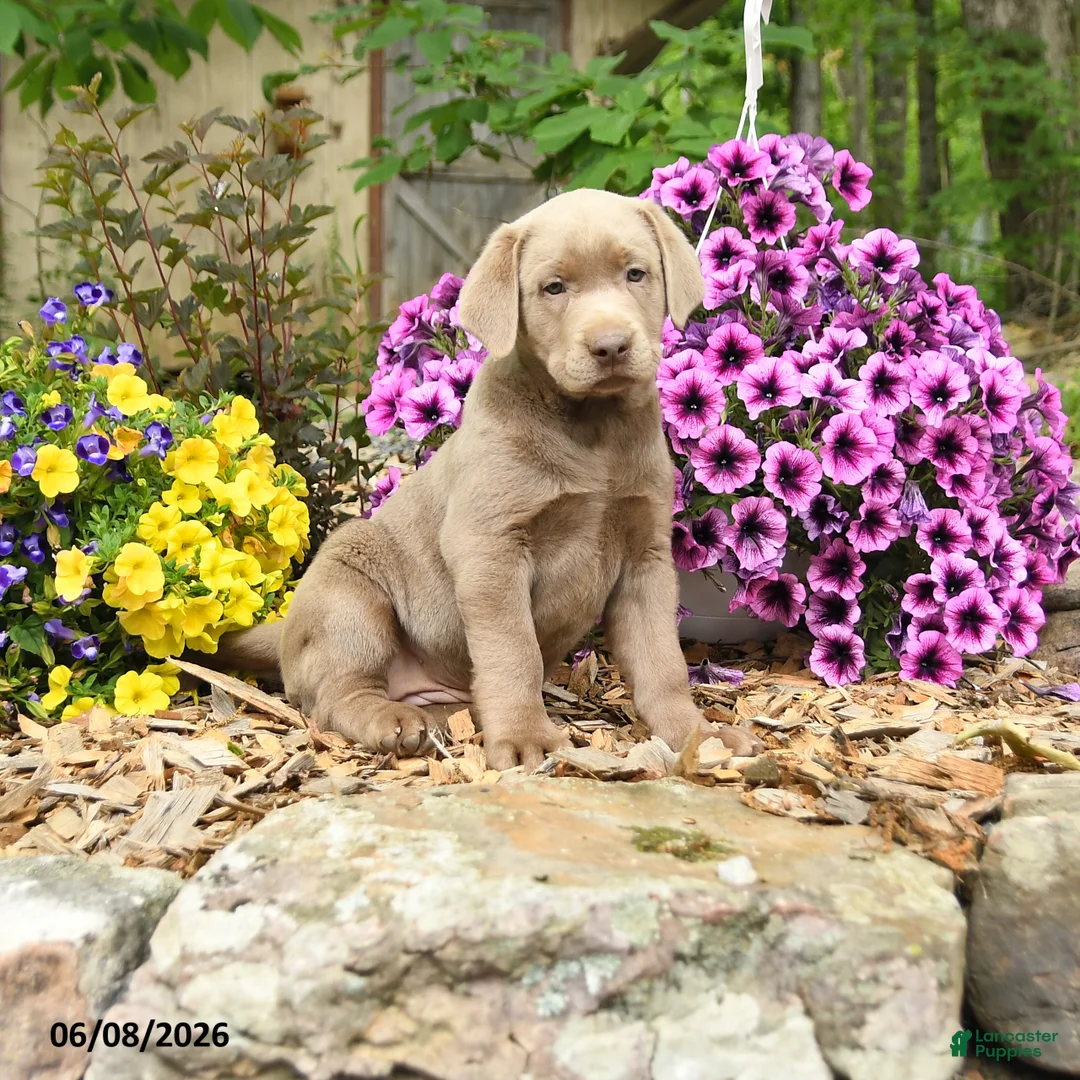 Labrador Retriever dogs for sale: Sandy - Ad 1