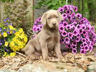 Labrador Retriever dogs for sale: Sandy - Ad 2