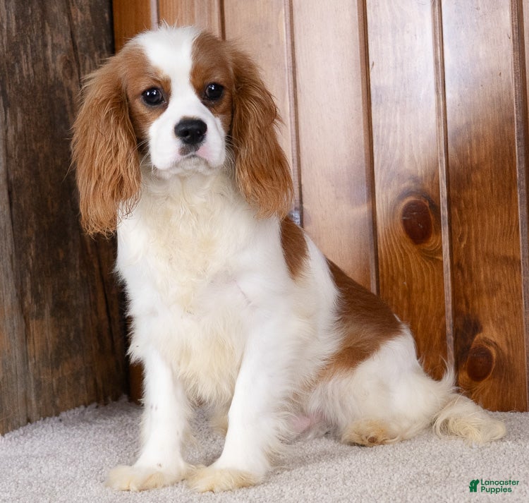 Cavalier King Charles Spaniel dogs Howard - Ad 1