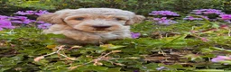 Goldendoodle dogs for sale: Maple - Ad 4
