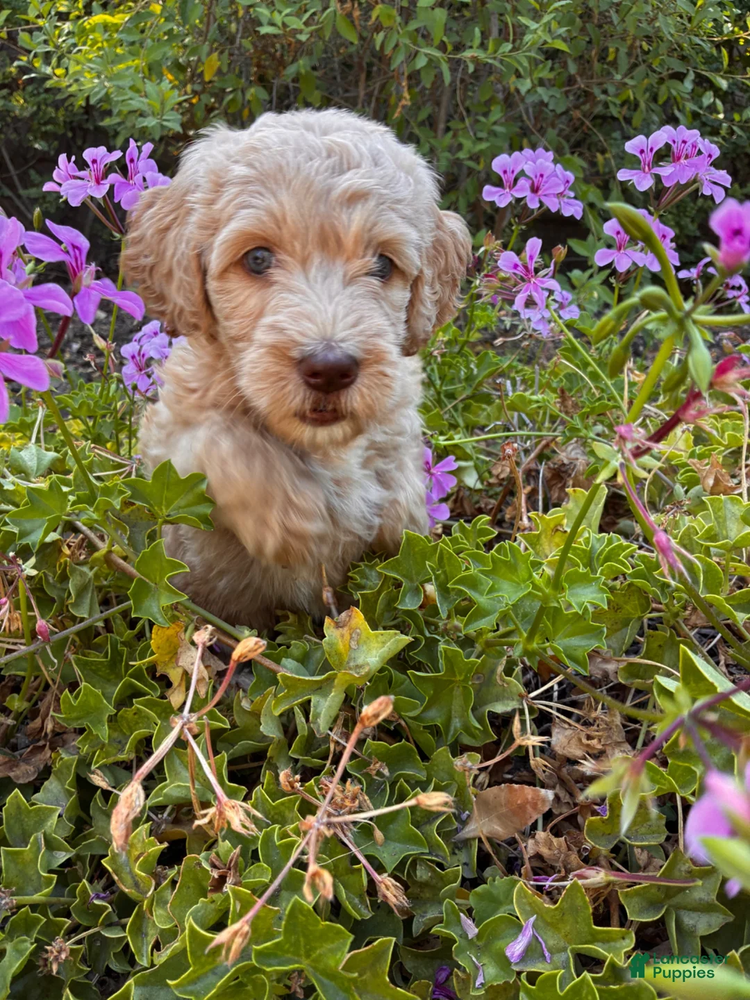 Goldendoodle dogs for sale: Maple - Ad 4