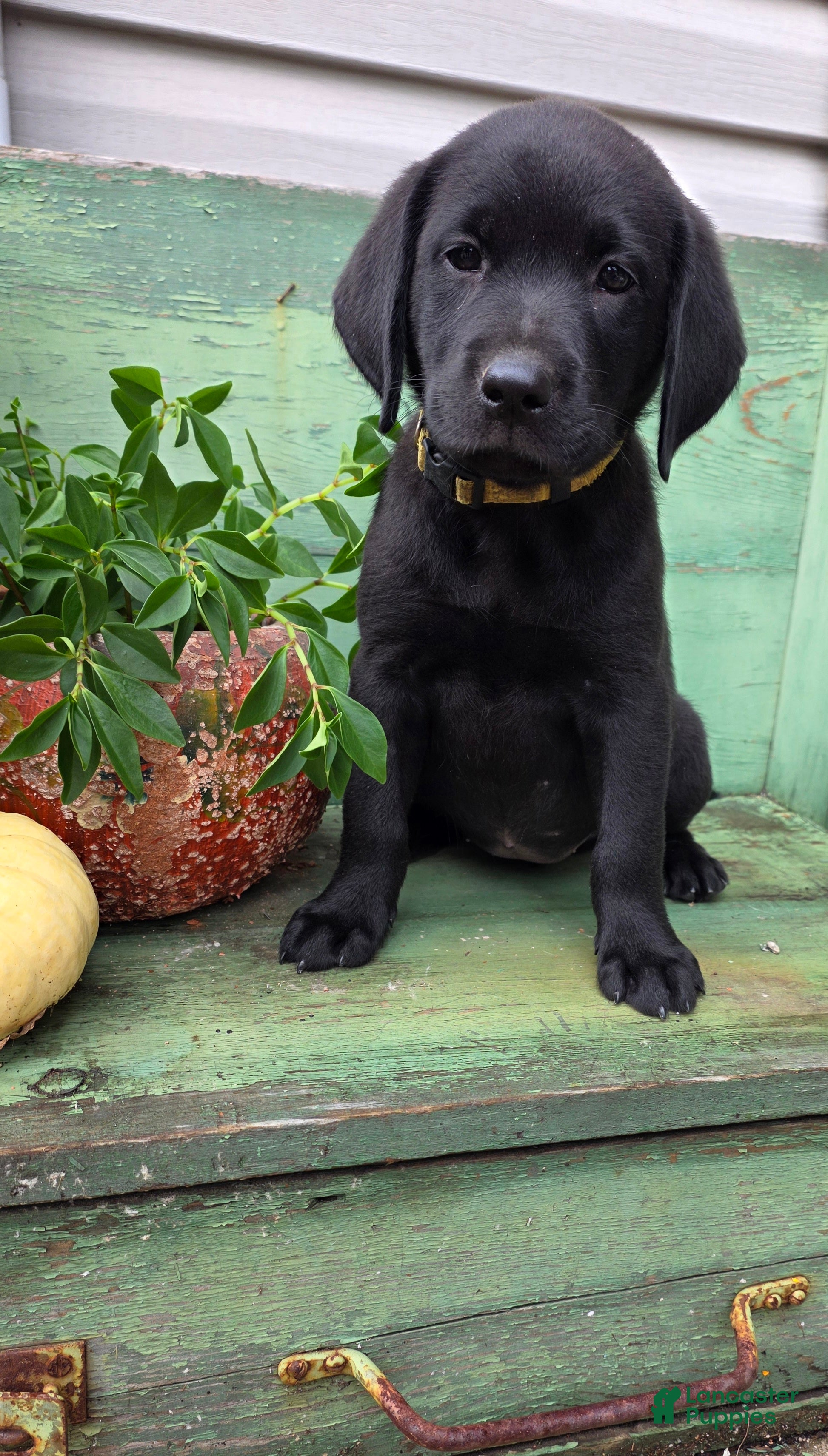 Labrador Retriever dogs Mia - Ad 1