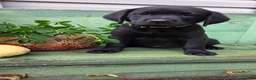 Labrador Retriever dogs for sale: Mia - Ad 1