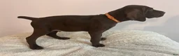German Shorthaired Pointer dogs for sale: King - Ad 2