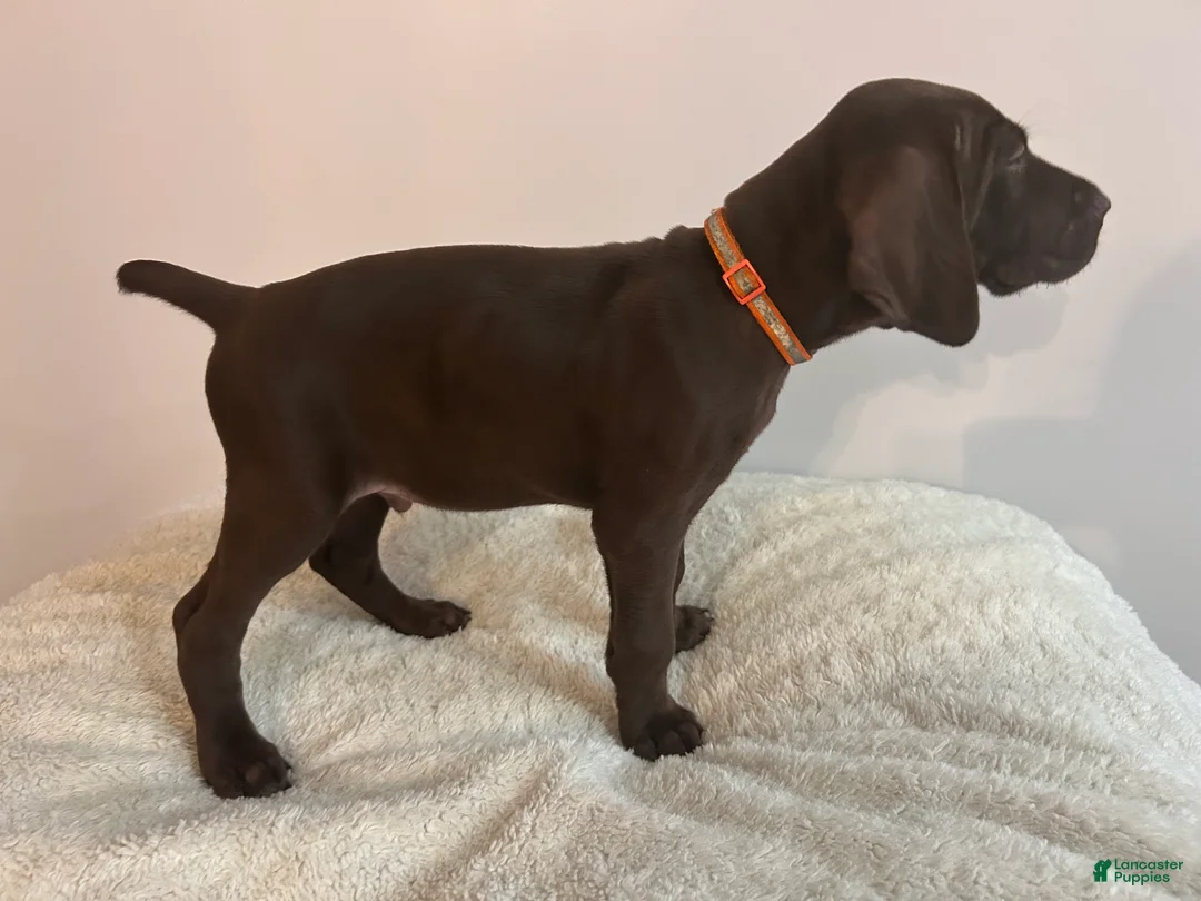 German Shorthaired Pointer dogs for sale: King - Ad 2
