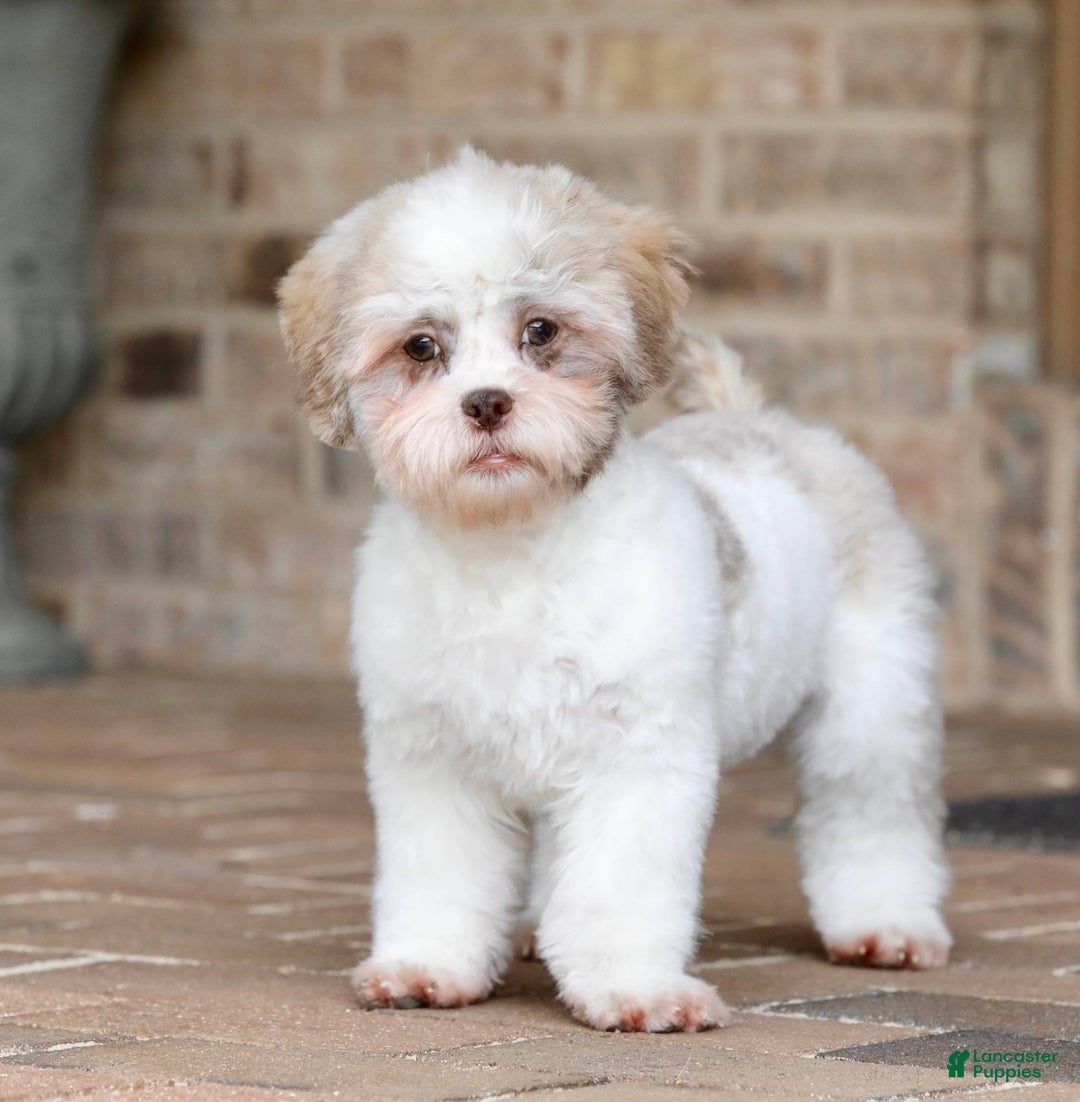 Lily for sale in Youngstown Lancaster Puppies