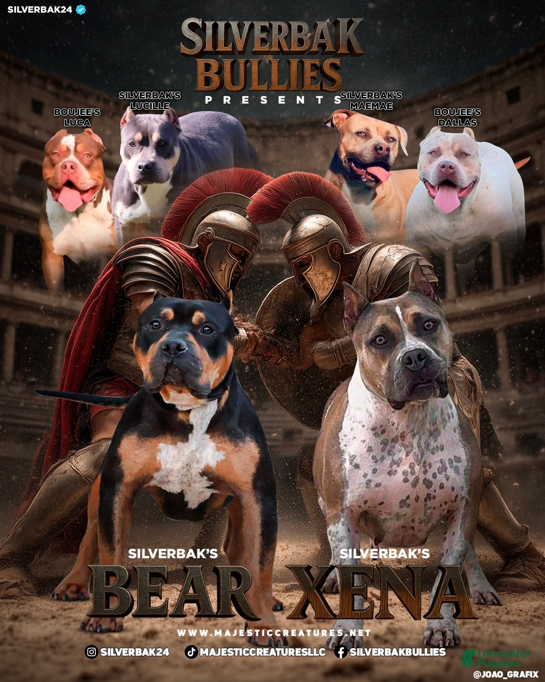 American Bully dogs for sale: Caesar - Ad 2