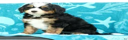 Mini Bernedoodle dogs for sale: Sophia - Ad 4