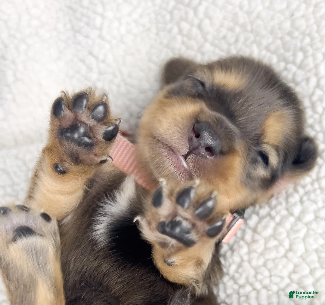 Miniature Dachshund dogs for sale: Cherry - Ad 2