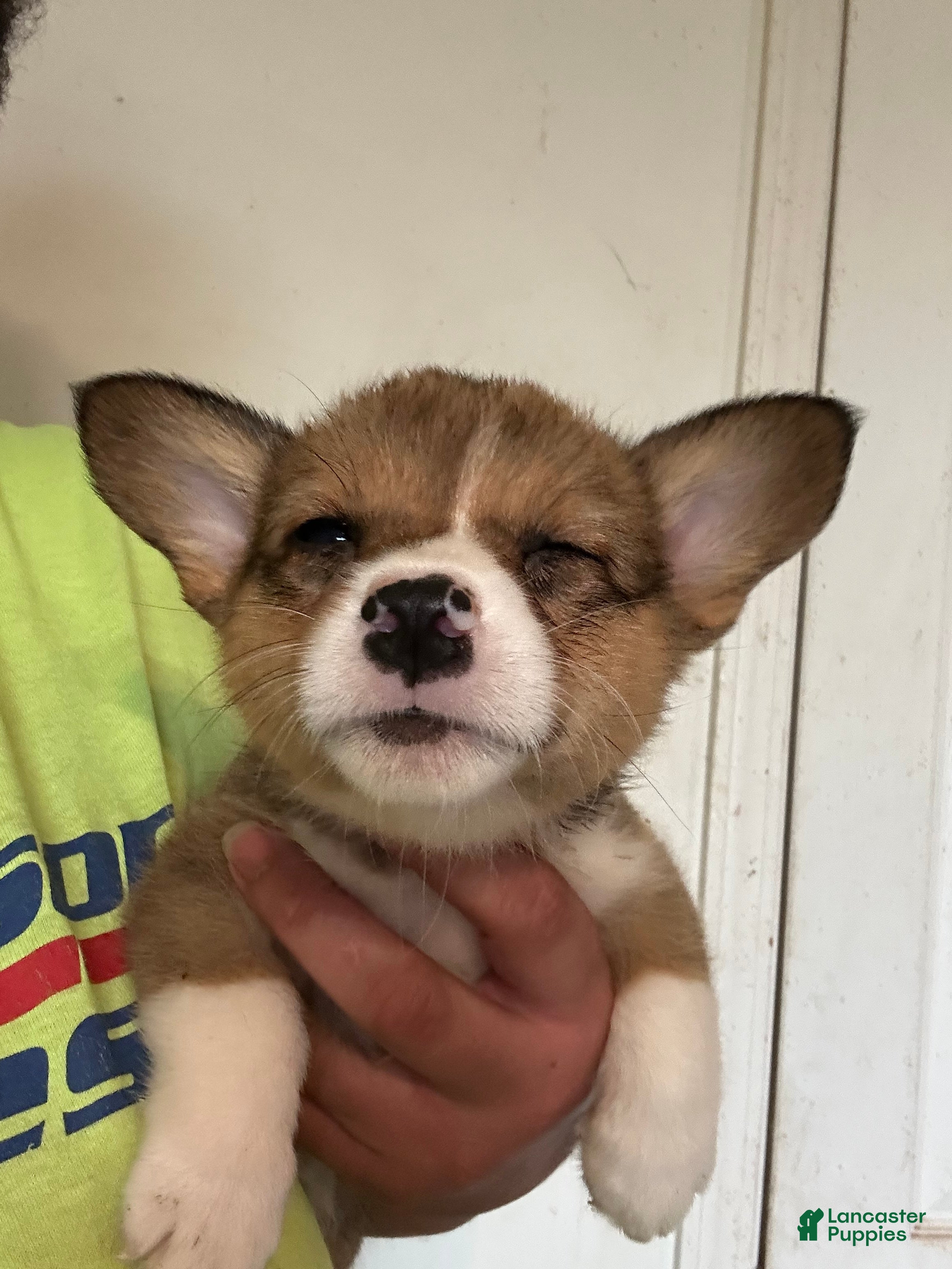 Welsh Corgi Pembroke dogs for sale: Hot pink - Ad 2