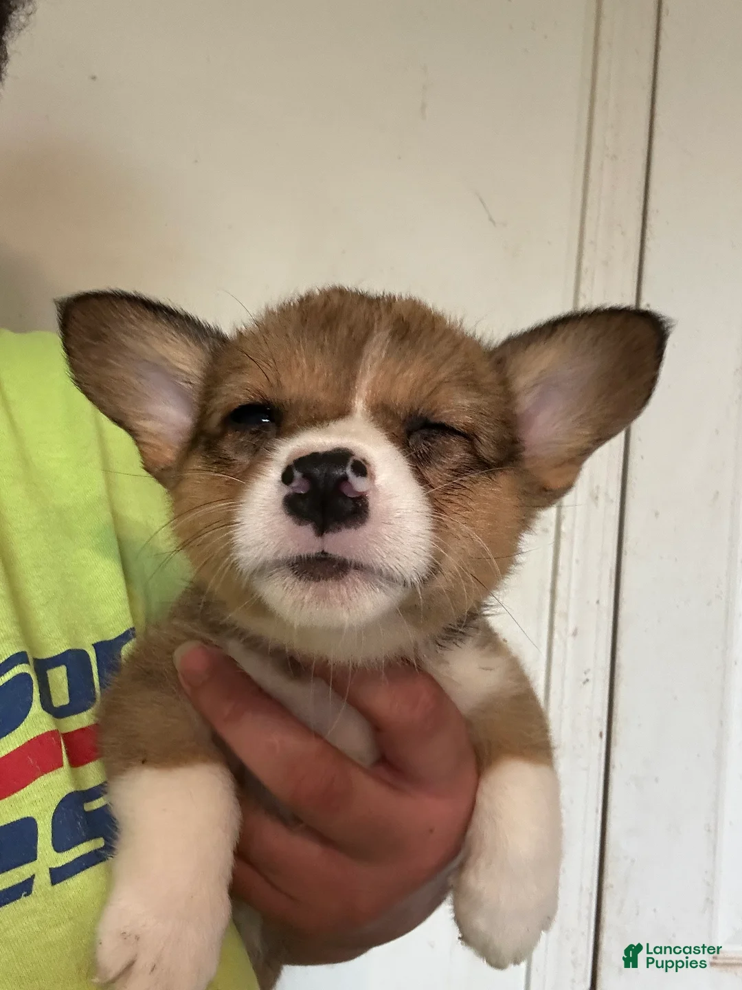 Welsh Corgi Pembroke dogs for sale: Hot pink - Ad 1
