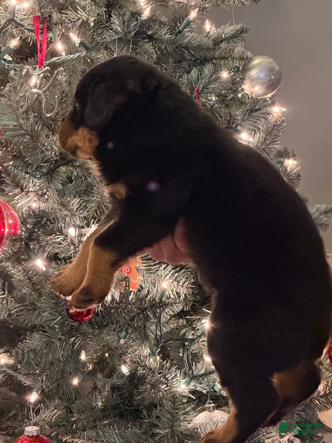 Rottweiler dogs for sale: Rottweiler Puppy 1 - Ad 3