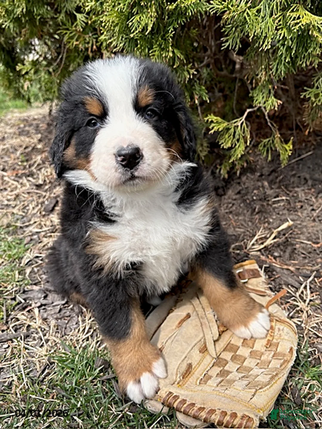Bernese Mountain Dog dogs for sale: Maximus - Ad 2