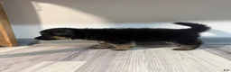 German Shepherd dogs for sale: Bella - Ad 3