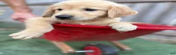 Golden Retriever dogs for sale: Prince Eric - Ad 3