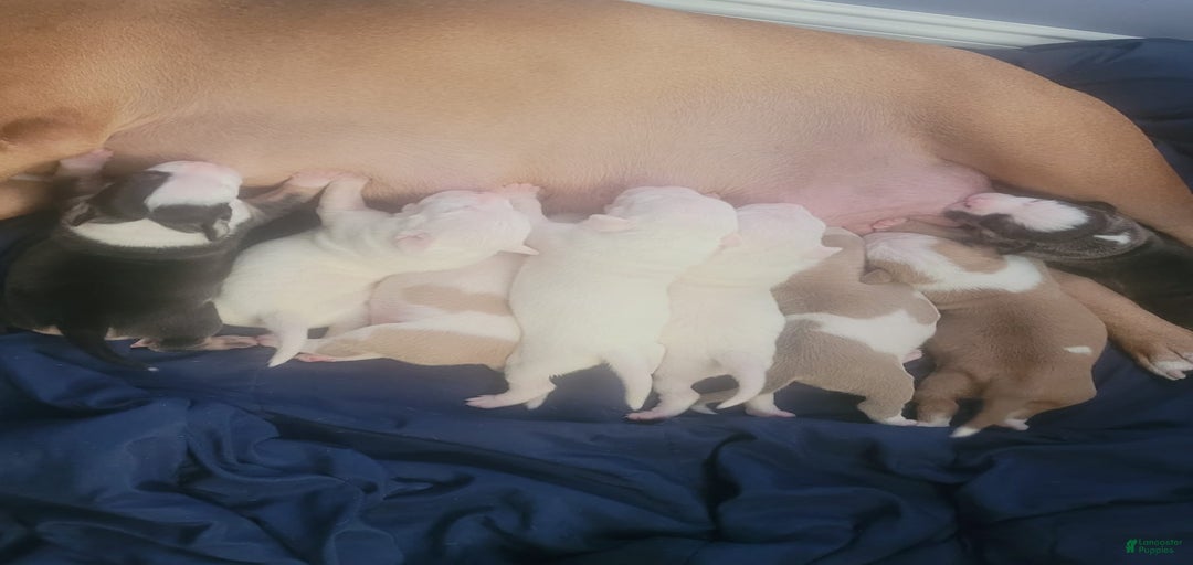 Gallery Image {{count}}