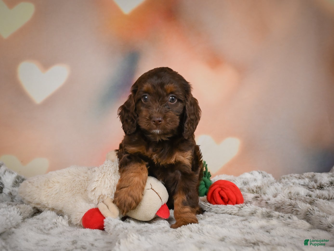 Cockapoo dogs for sale: Sadie - Ad 2