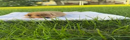 Mini Goldendoodle dogs for sale: Lexi Mini Goldendoodle  - Ad 4