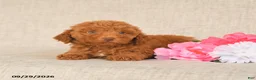Toy Poodle dogs for sale: Teddy - Ad 3