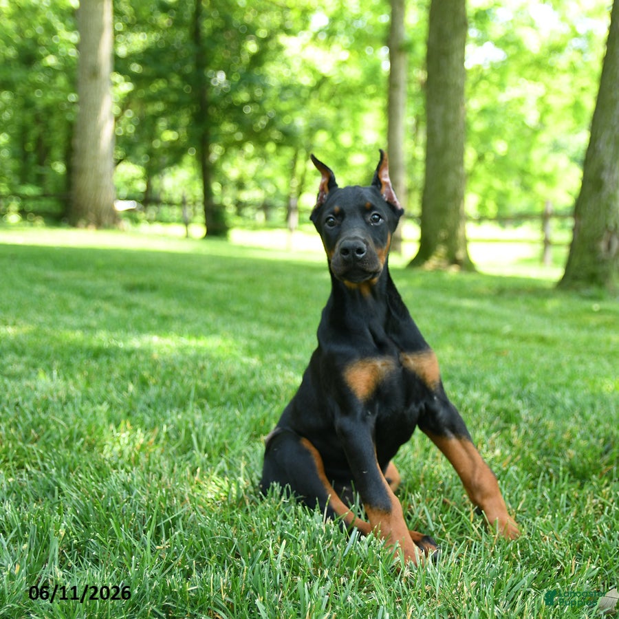 Doberman Pinscher dogs Lassie - Ad 1