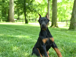 Doberman Pinscher dogs for sale: Lassie - Ad 1