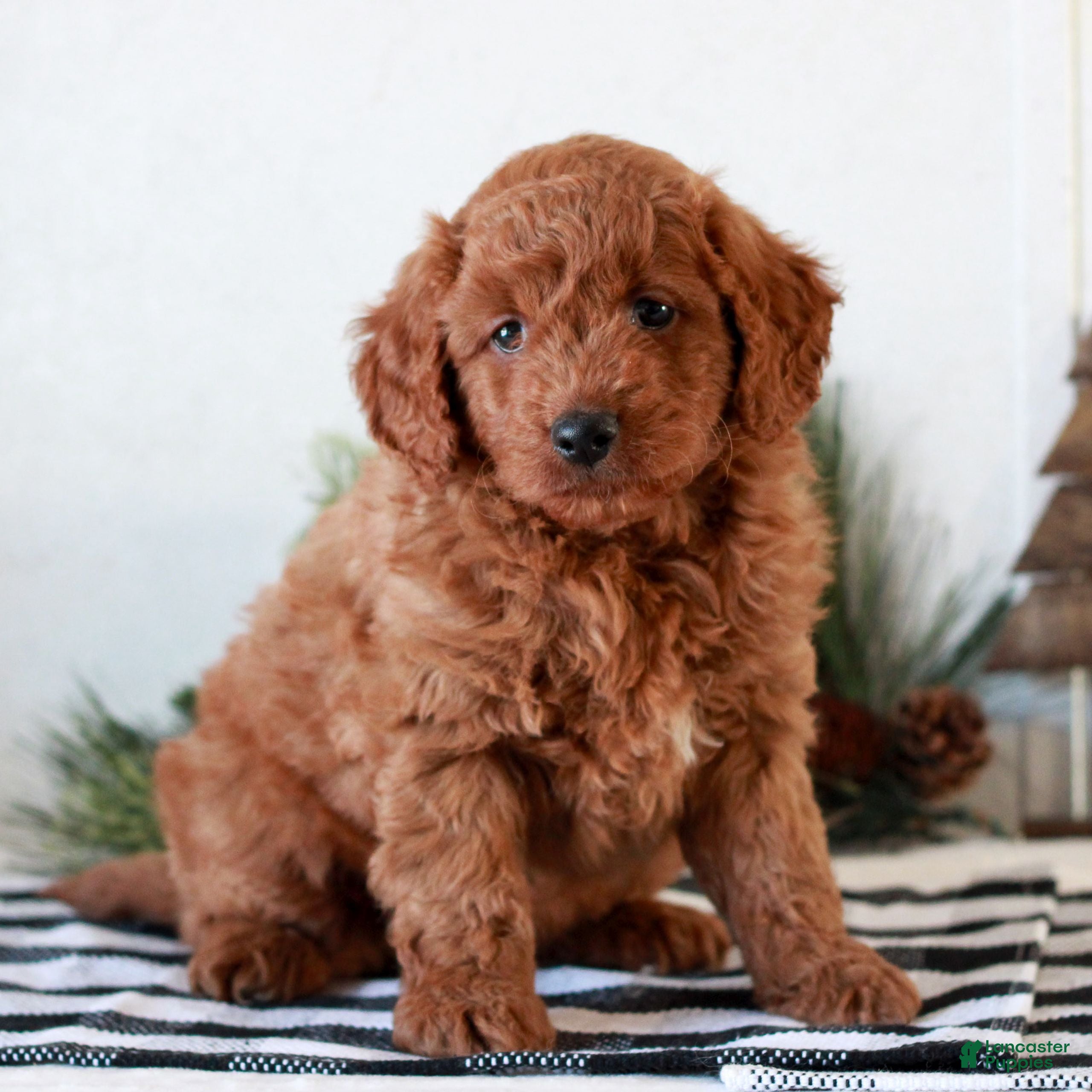 Mini Goldendoodle dogs Ginger  - Ad 27
