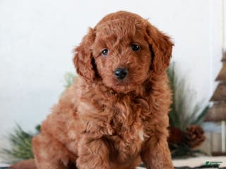 Mini Goldendoodle dogs Ginger - Ad 40